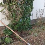 Garten vor der Pflege mit überwucherten Pflanzen