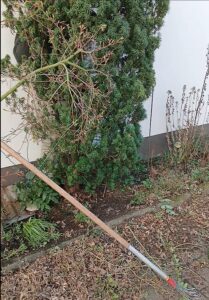 Garten vor der Pflege mit überwucherten Pflanzen