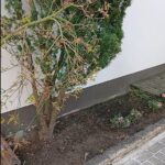 Garten nach der Pflege und Rückschnitt der Pflanzen