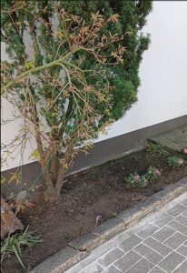 Garten nach der Pflege und Rückschnitt der Pflanzen